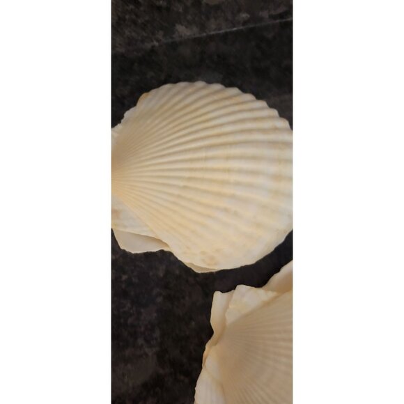 Natural Scallop Seashells & Toothpicks Appetizers Baking Lot of 6 - Picture 5 of 10
